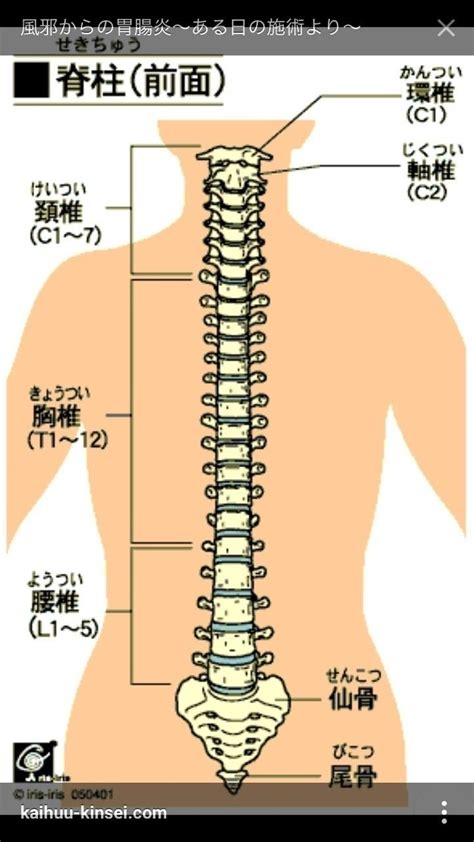 腰椎 英語